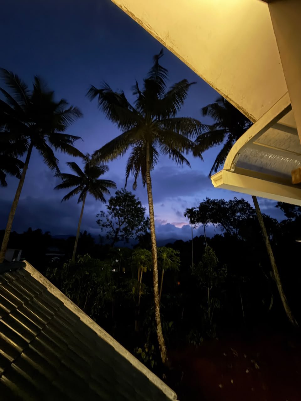 Palm trees against the dusk sky at Villagio